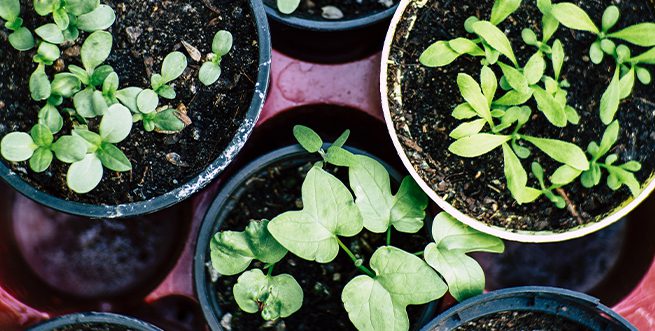 SOLD OUT: Container Gardening